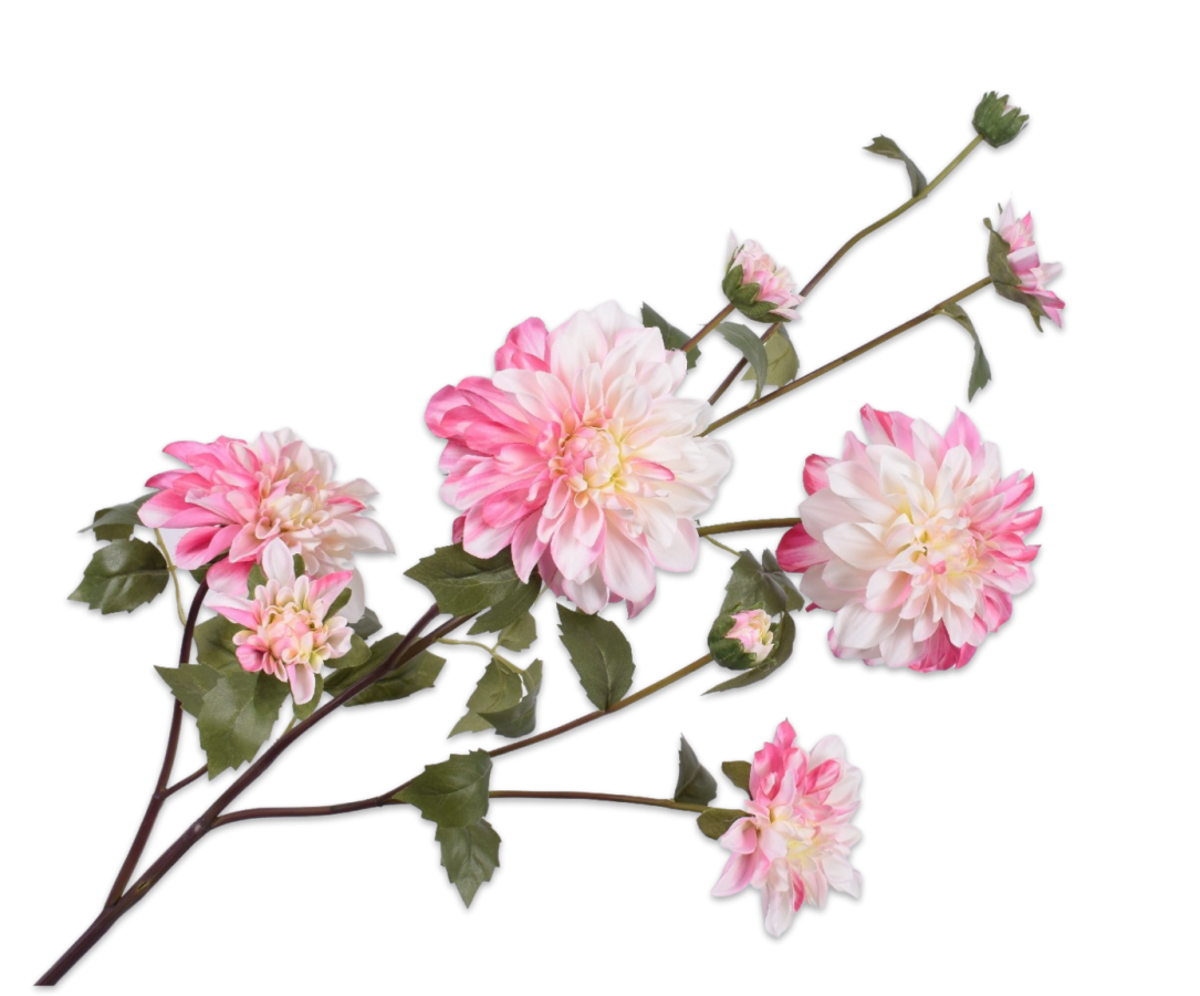 Dahlia tak cr/roz 116 cm