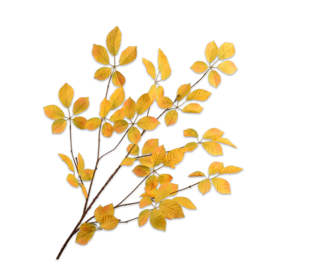 BLADTAK GEEL 136 cm