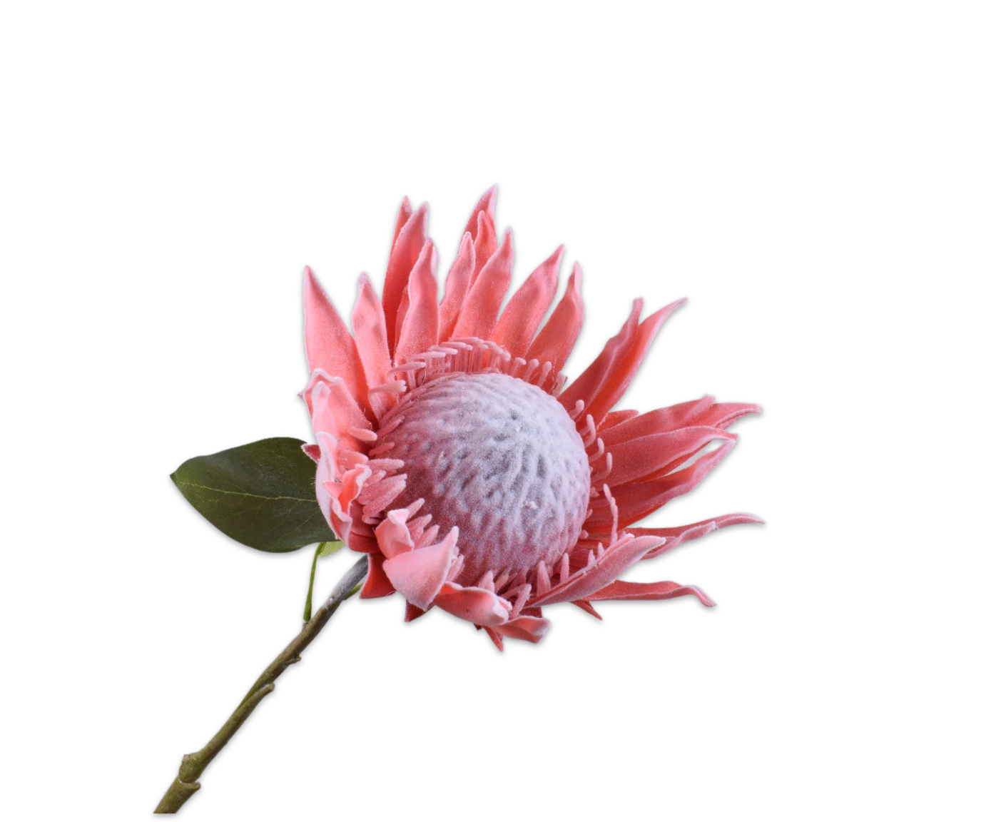 Protea 70 cm (Roze)