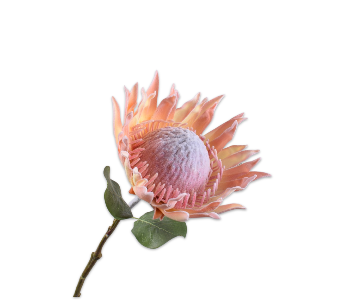 Protea 70 cm (Zalm)
