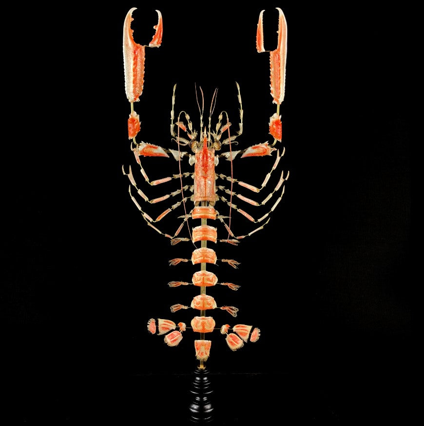Nephrops Norvegicus (Noors kreeftje)