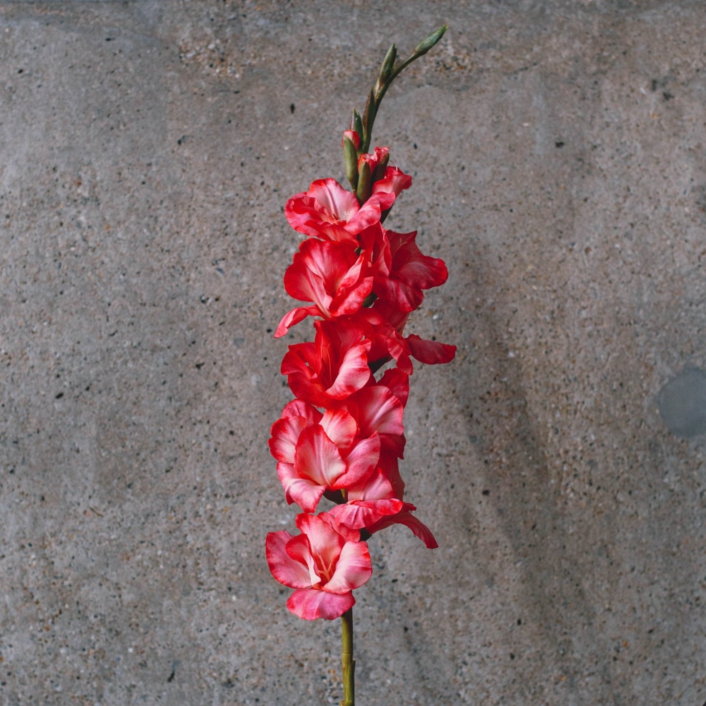 Artificial gladiool tak roze