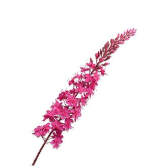 EREMURUS STEEL BEAUTY 107cm