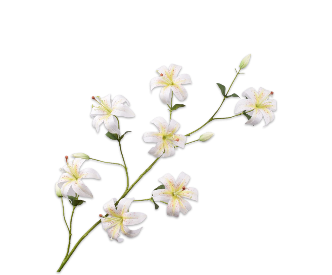LELIE TAK CREME 113 cm