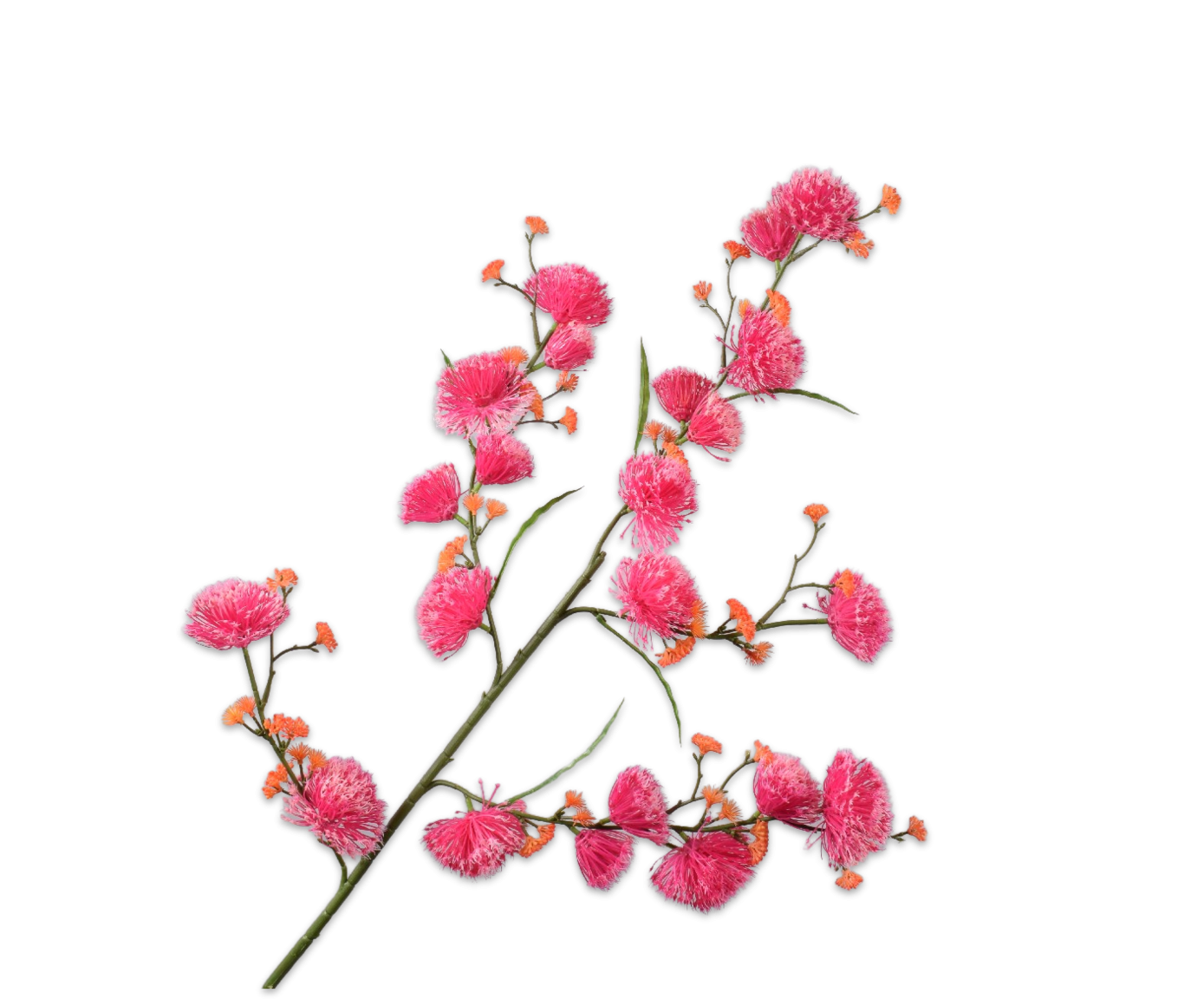 EUCALYPTUS BLOESEM ROZE 104 cm