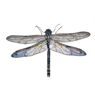 Grote Blauwe Libelle