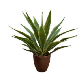 YUCCA IN POT BRUIN LT 76 cm