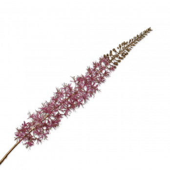 EREMURUS STEEL GOUD/ROZ 120cm