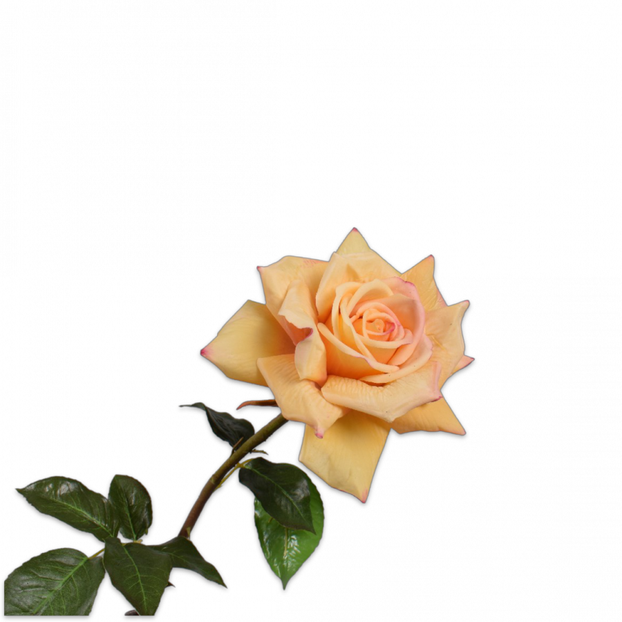 ROOS GEEL 69cm
