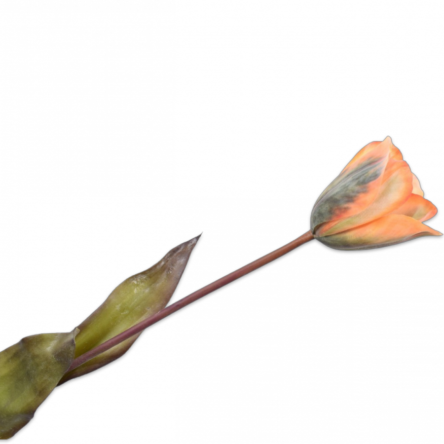 TULP ORA/GL 72cm