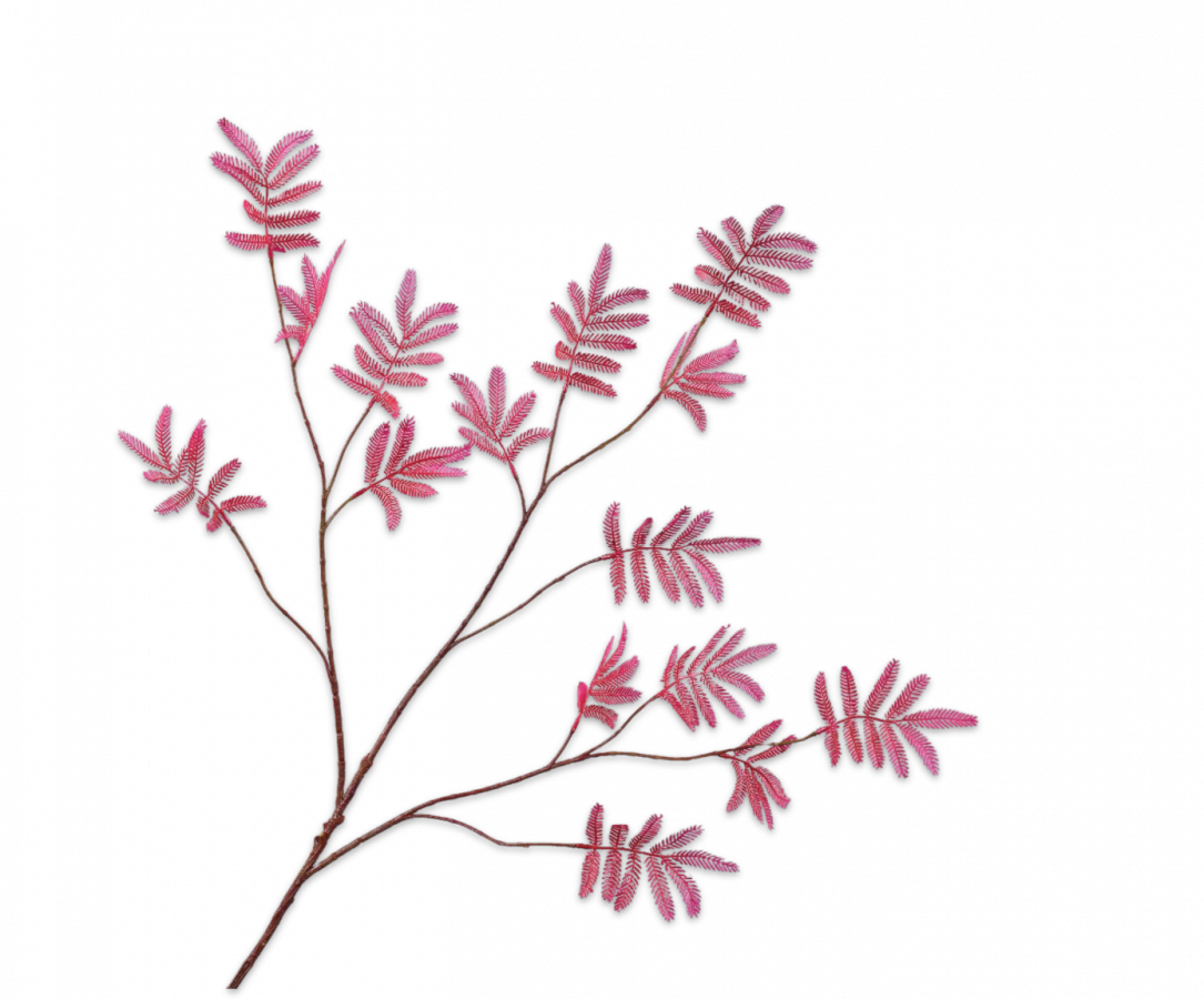 mimosa tak Lavendel/Roze 99 cm