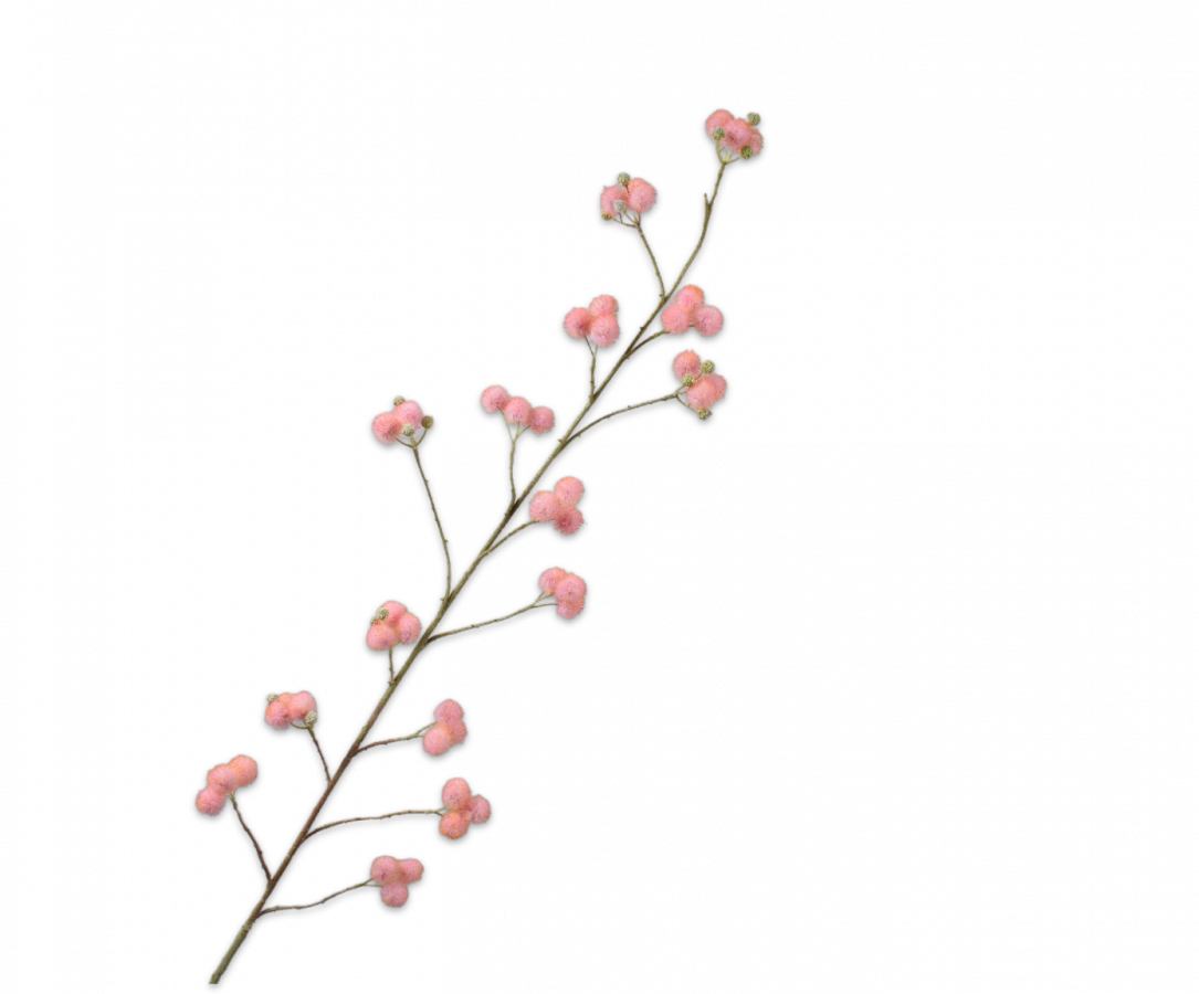 mimosa tak Roze 157cm