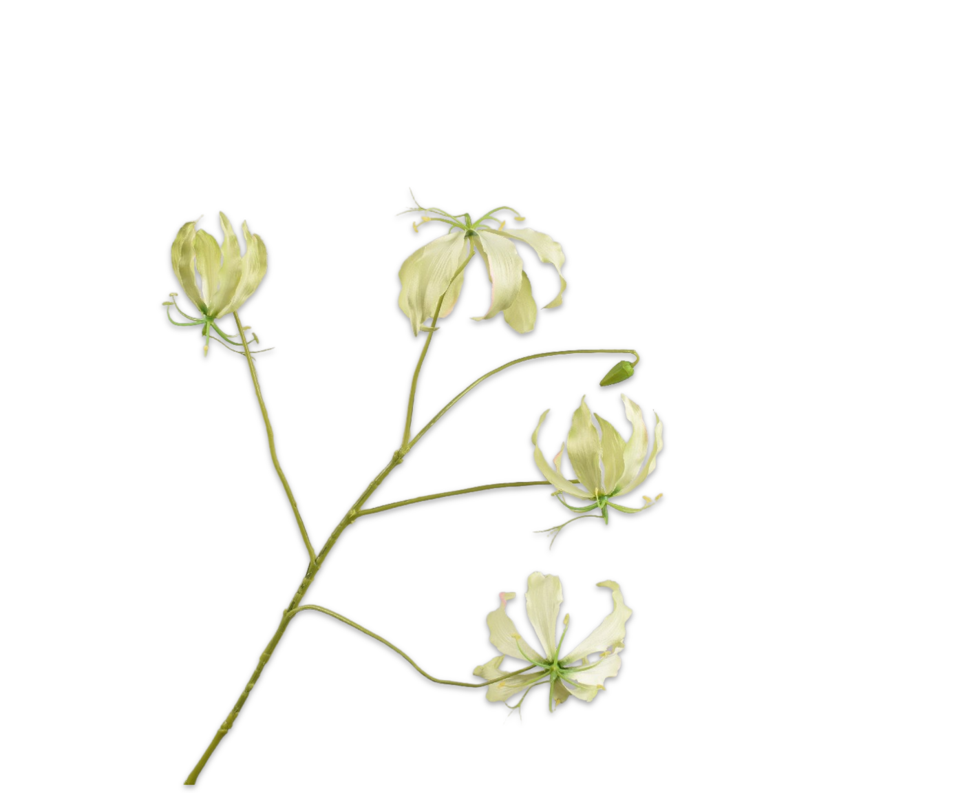 Gloriosa tak GROEN 89 cm
