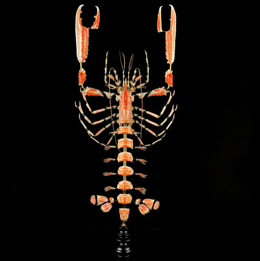 Nephrops Norvegicus (Noors kreeftje)