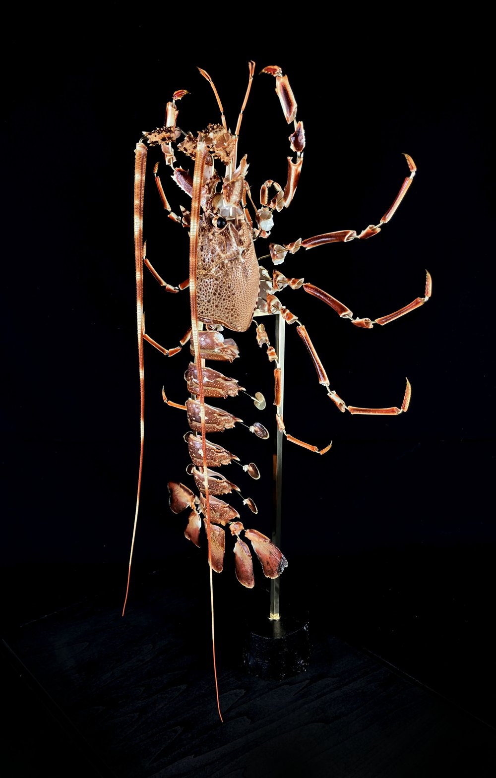 Spiny Lobster (Palinurus Elephas)