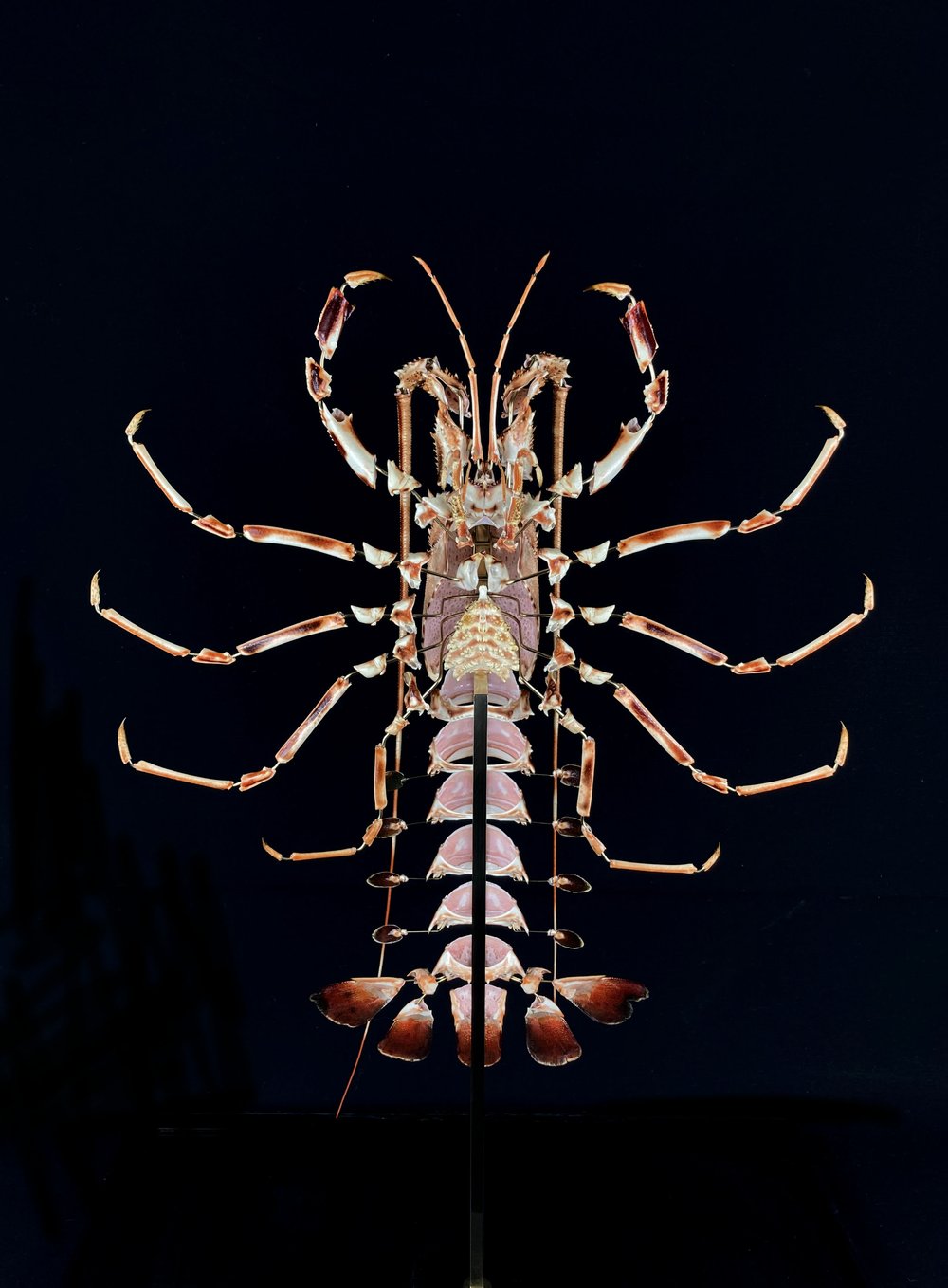 Spiny Lobster (Palinurus Elephas)