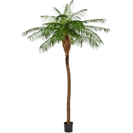 Phoenix palm 180 cm